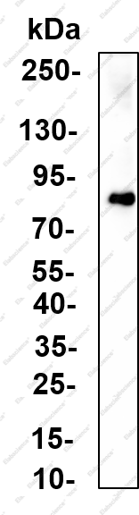 Recombinant PLZF Monoclonal Antibody - 1