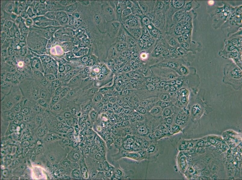 HPAF-II Cell Complete Medium - small - 6