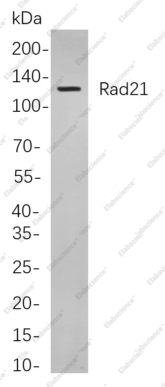 Recombinant Rad21 Monoclonal Antibody - 1