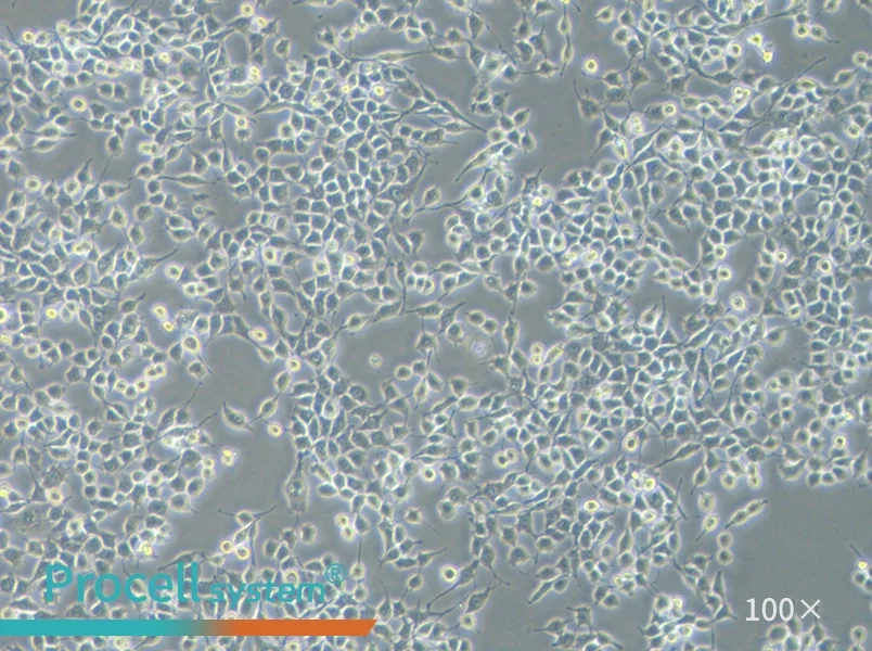 RSC96 Cell Complete MediumRSC96 Cell Complete Medium - 3