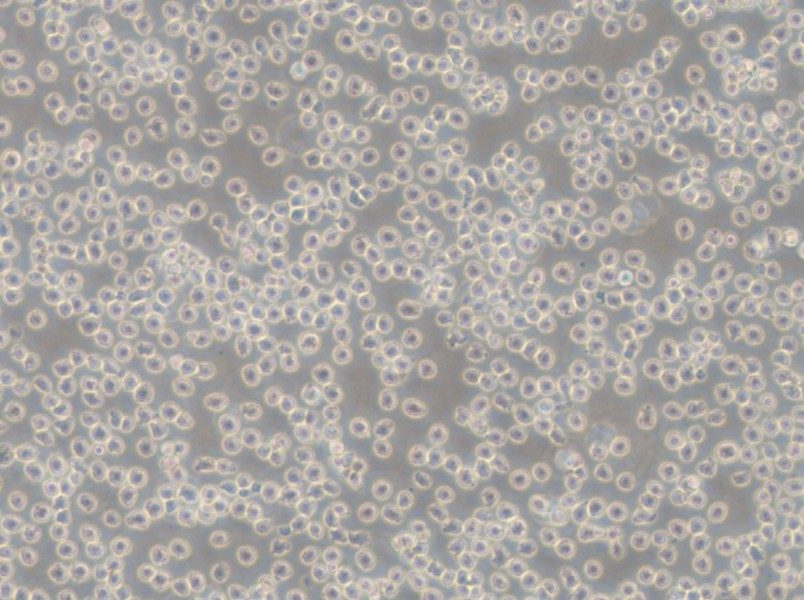 NALM-6 Cell Complete Medium - 5