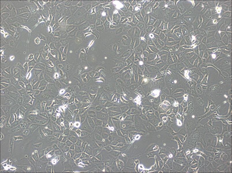 NCI-H1693 Cell Complete Medium-searchlist-1