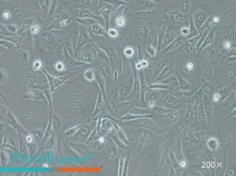 A875 [A-875] Cell Complete Medium - small - 4