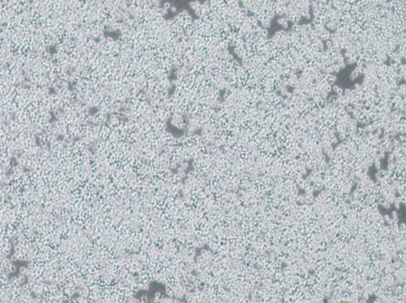 DC2.4 Cell Complete Medium - 2