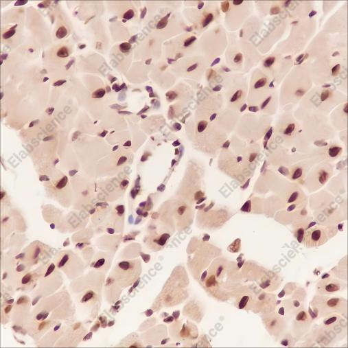 Recombinant COPS3 Monoclonal Antibody - 4