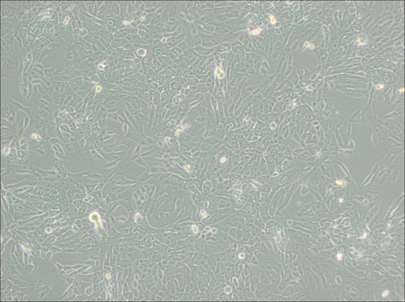 MCF 10A Cell Complete Medium - 3