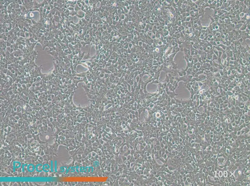 293FT Cell Complete Medium - 1