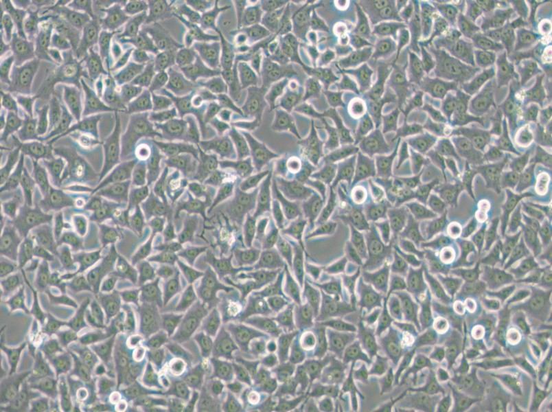 Hela 229 Cell Complete Medium - 5