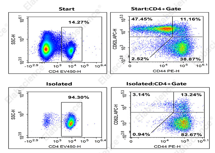 EasySort™ Mouse Memory CD4+T Cell Isolation Kit - 1