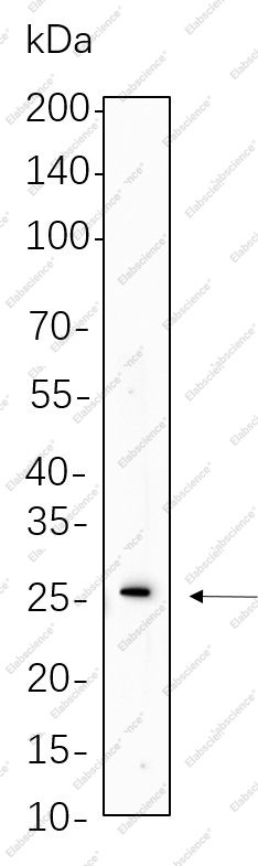 Recombinant Cleaved PARP1 Monoclonal Antibody - 1
