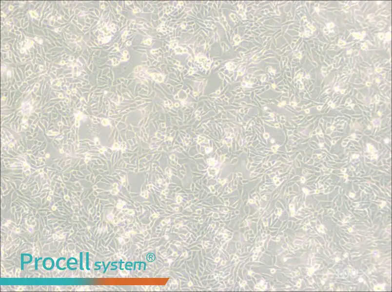 CHO/dhFr- [CHO-DXB11] Cell Complete Medium - 1