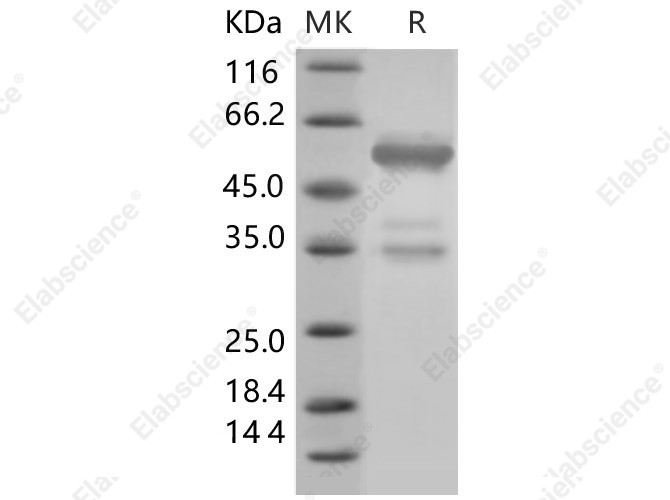 Recombinant Mouse HMGB1/HMG1 Protein (Fc Tag) - 1