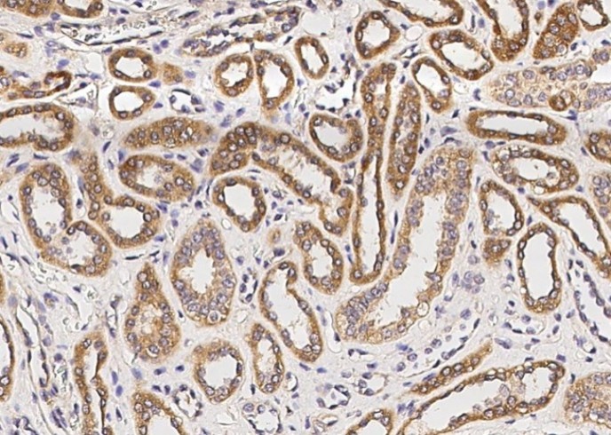 I-TAC/CXCL11 Monoclonal Antibody - small - 2