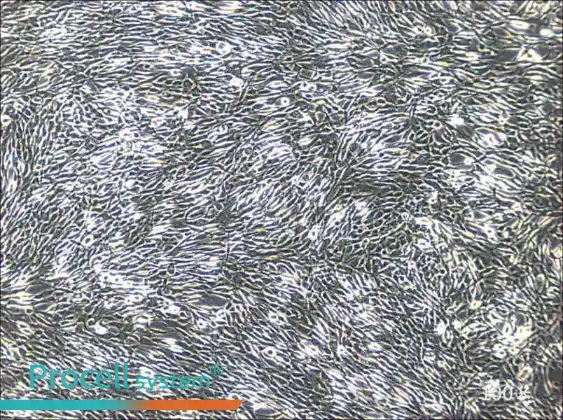 YUMM1.1 Cell Complete MediumYUMM1.1 Cell Complete Medium - 3