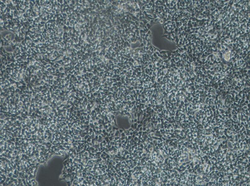 A-673 Cell Complete MediumA-673 Cell Complete Medium - 3