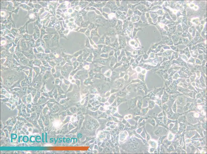COS-1 Cell Complete Medium - small - 5
