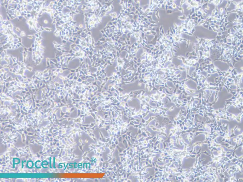 D283 Med Cell Complete Medium - 2