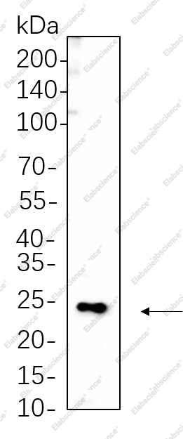 Recombinant Phospho-MYL9 (Thr18/Ser19) Monoclonal Antibody - 1