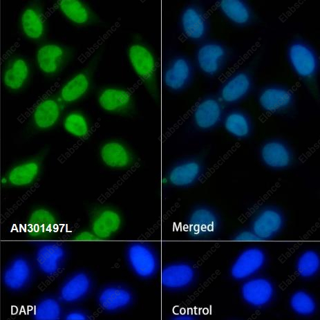Recombinant COPS3 Monoclonal Antibody - 2