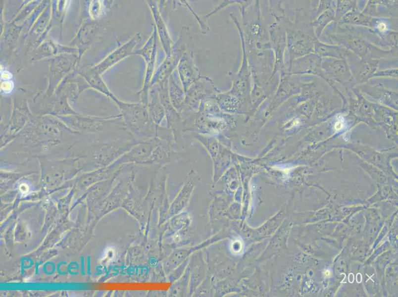 SK-LMS-1 Cell Complete Medium - 4
