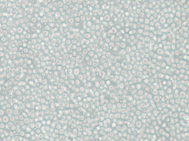 YT Cell Complete Medium - 5