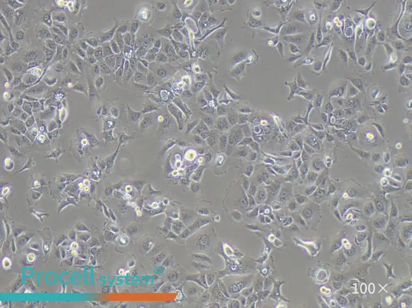 SW 1990 (L15) Cell Complete MediumSW 1990 (L15) Cell Complete Medium - 2