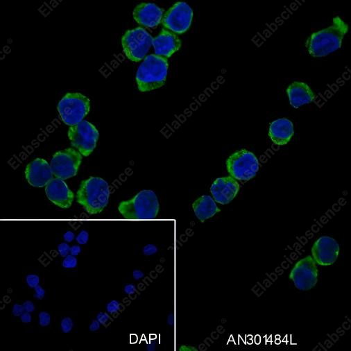 Recombinant CD62L Monoclonal Antibody - 3