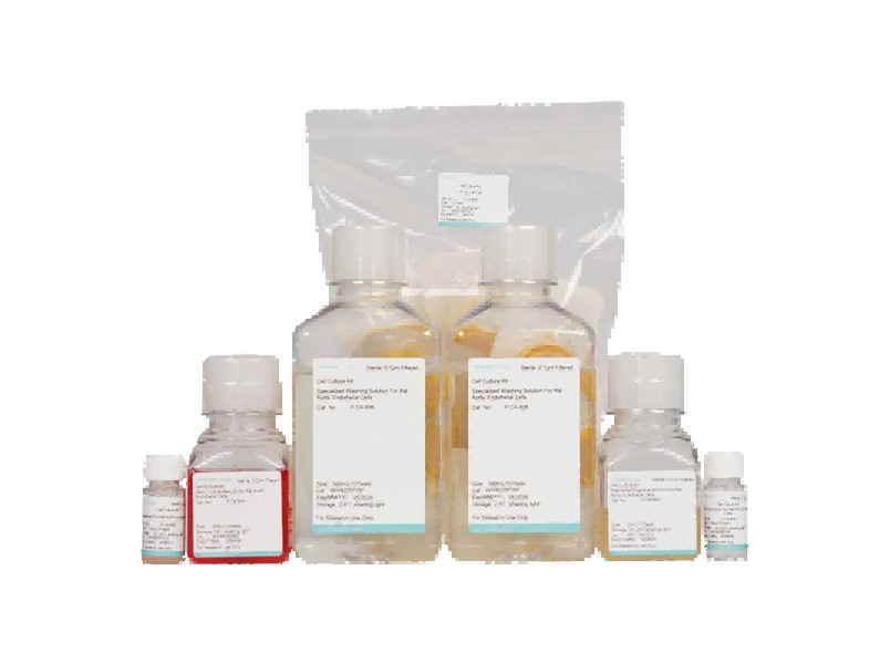 Rat Aortic Endothelial Cell Isolation and Culture KitRat Aortic Endothelial Cell Isolation and Culture Kit - 2