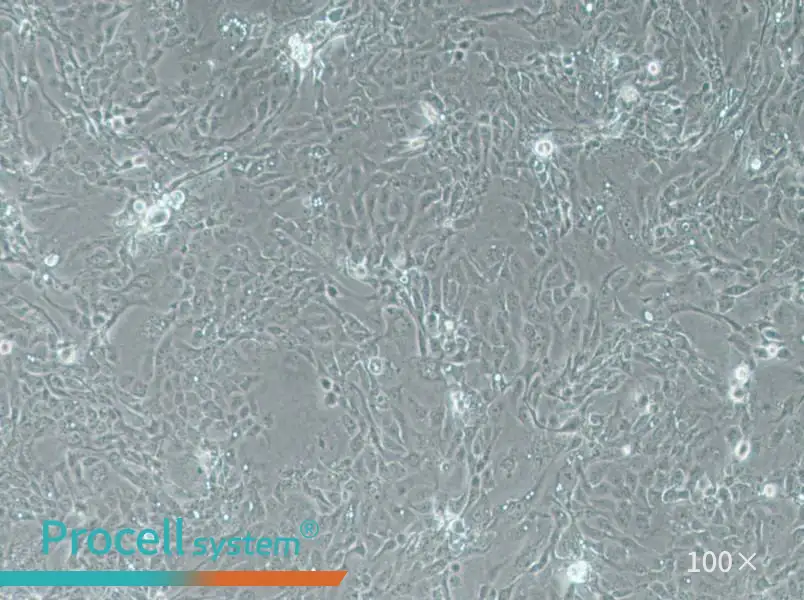 Panc 08.13 Cell Complete MediumPanc 08.13 Cell Complete Medium - 3