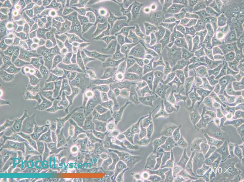 Hela S3 Cell Complete Medium - small - 4