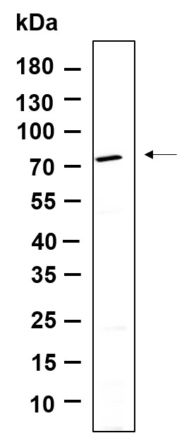Recombinant BIRC2 Monoclonal Antibody-searchlist-1