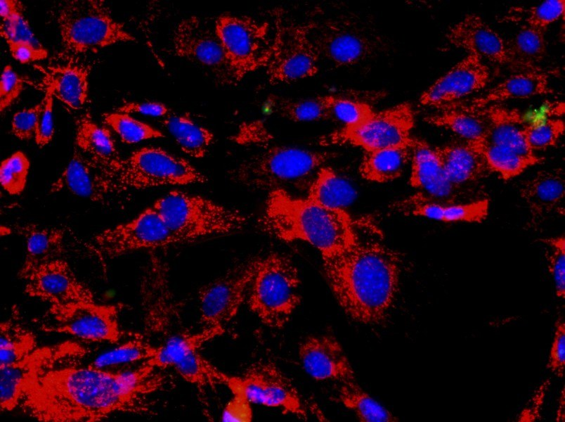 Mouse Thymic Epithelial Cell Complete MediumMouse Thymic Epithelial Cell Complete Medium - 2