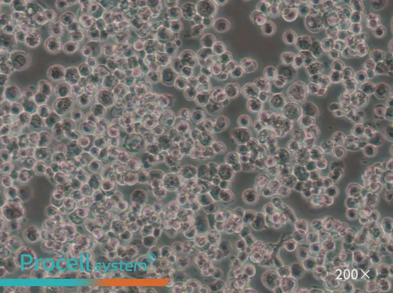 Sf21 Cell Complete Medium - 5