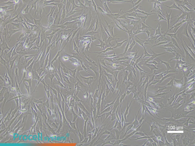 Rabbit Adipose-Derived Mesenchymal Stem Cell Complete Medium - 3