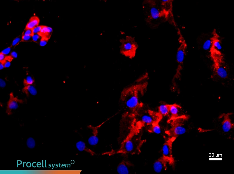 Human Umbilical Artery Endothelial Cell Complete Medium - 2
