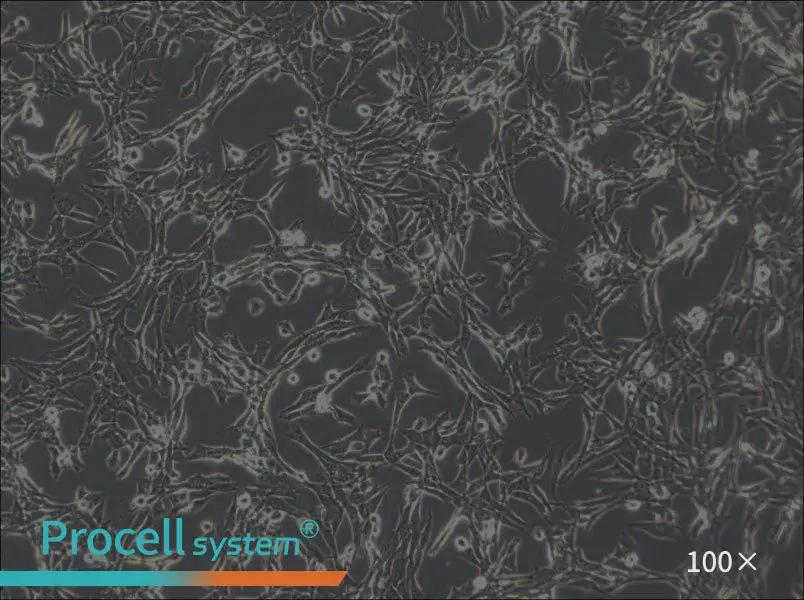 3T6-Swiss albino Cell Complete Medium - 1