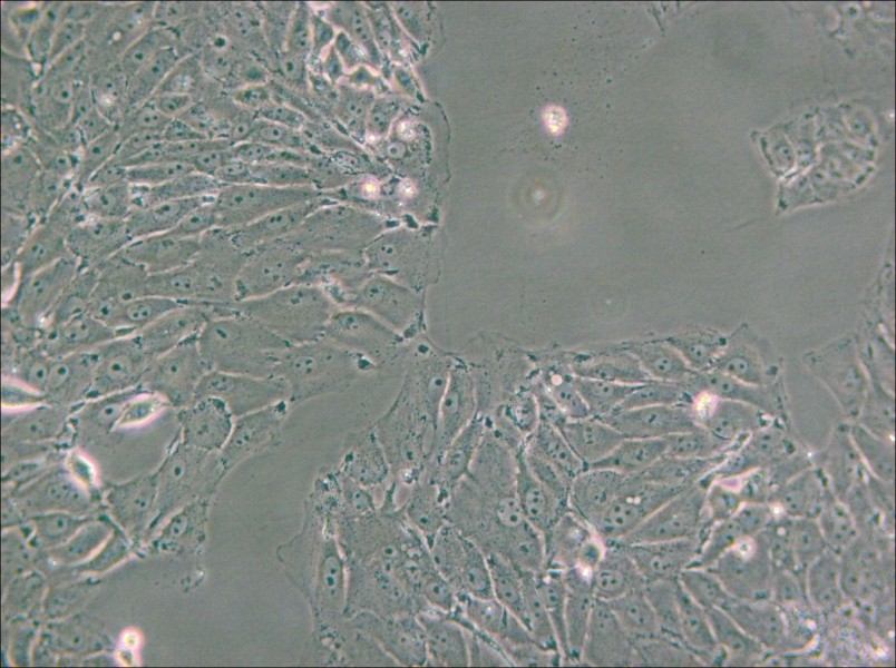 PED Cell Complete Medium - small - 5