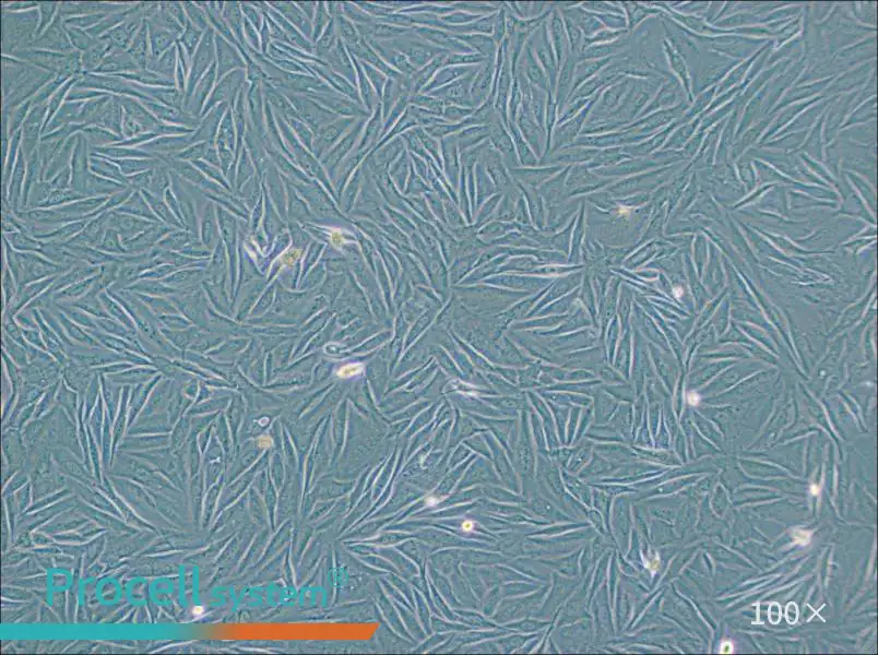 NCI-H1563 Cell Complete MediumNCI-H1563 Cell Complete Medium - 2