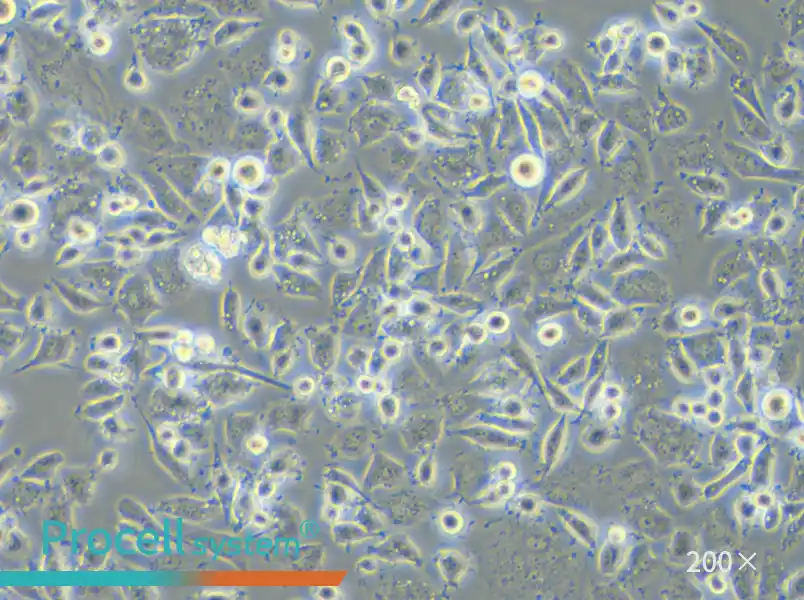 DH82 Cell Complete Medium - 5