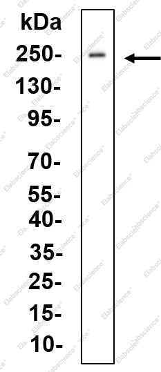 Recombinant CD56 Monoclonal Antibody - 3