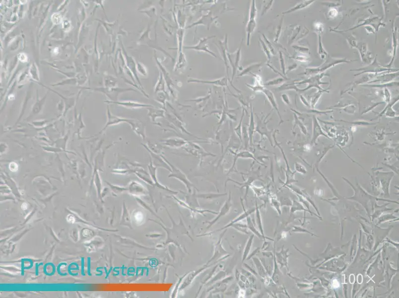 NCI-H1648 Cell Complete Medium - 3