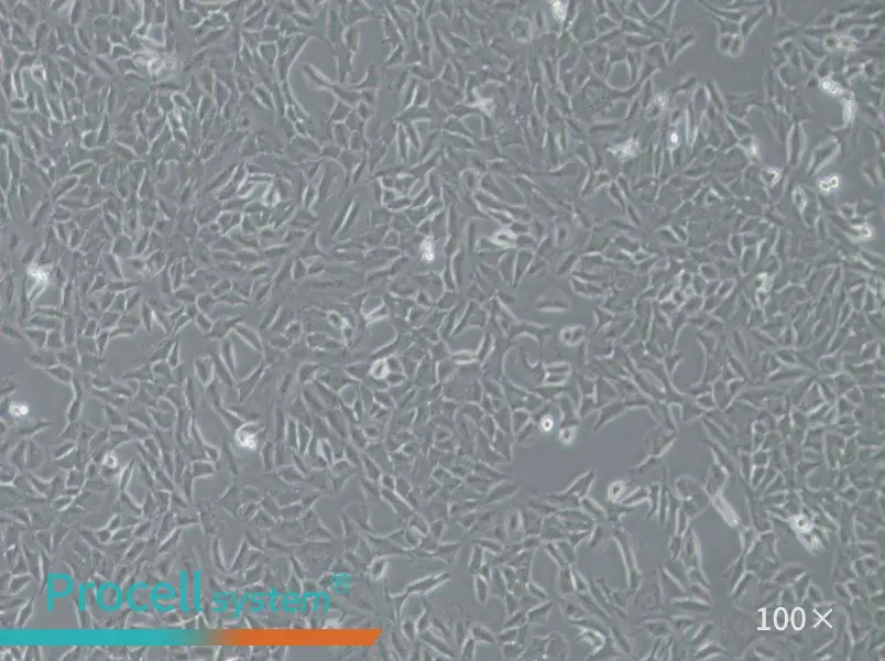 Py230 Cell Complete MediumPy230 Cell Complete Medium - 2