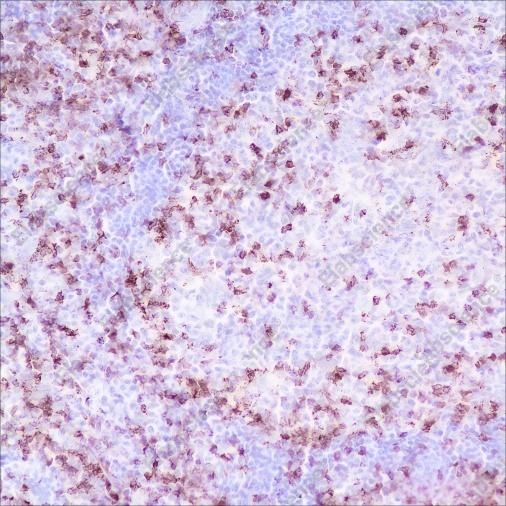Recombinant CD2 Monoclonal Antibody - 2