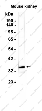 Recombinant Annexin A1 Monoclonal Antibody - 1