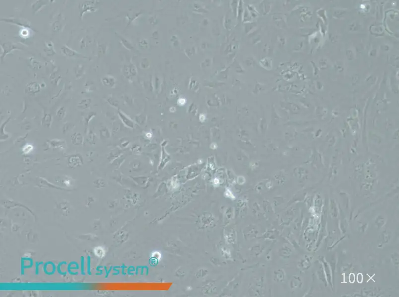 SRA01/04 Cell Complete MediumSRA01/04 Cell Complete Medium - 3