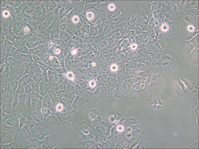 HMC3 Cell Complete Medium - 6