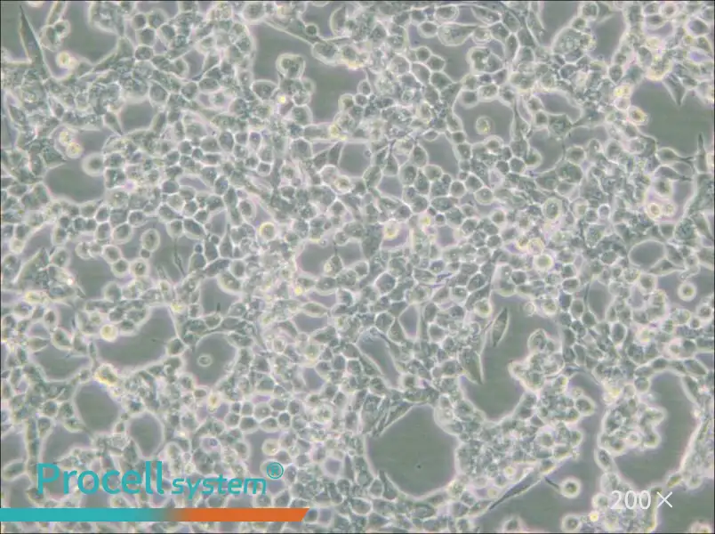 293E Cell Complete Medium - small - 6