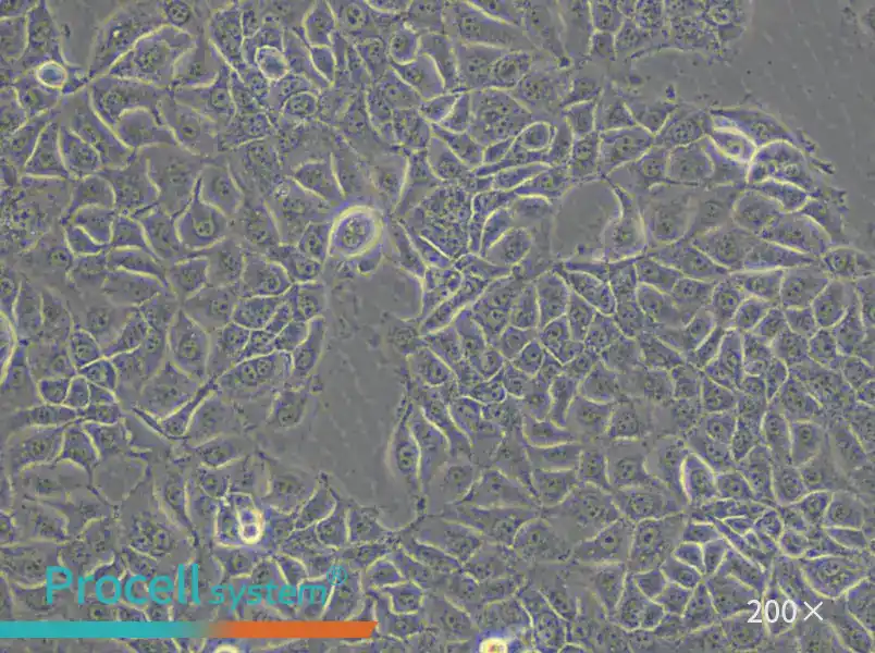 KYSE-270 Cell Complete Medium - 5