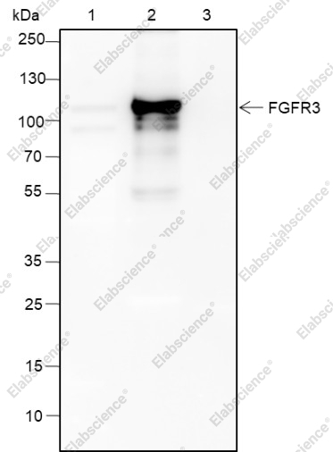 Recombinant FGFR3 Monoclonal Antibody - 2