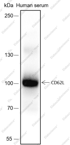 Recombinant CD62L Monoclonal Antibody - 1